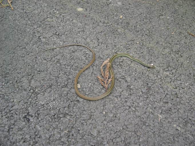 扁头蛇一路顺风!